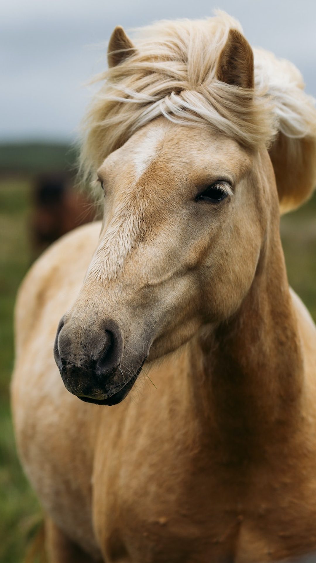Beautiful Icelandic horse in a meadow