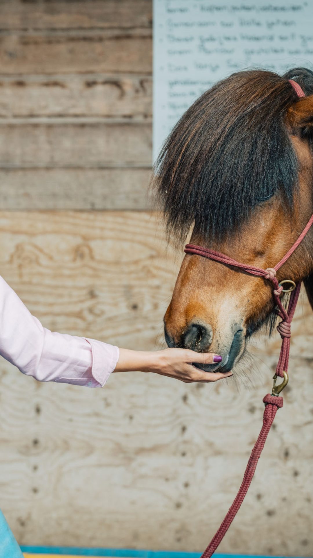 Eine Frau, die liebevoll den Kopf eines Pferdes berührt, während einer Sitzung bei Coaching Zeitgeschenk.